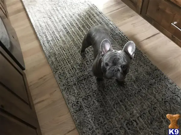 French Bulldog stud dog